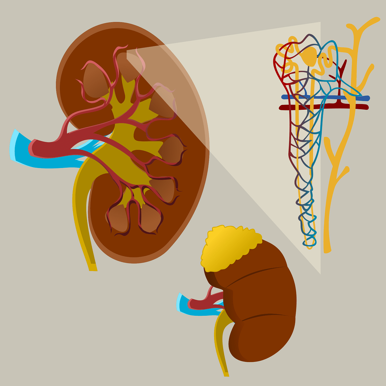 cortical nephrons