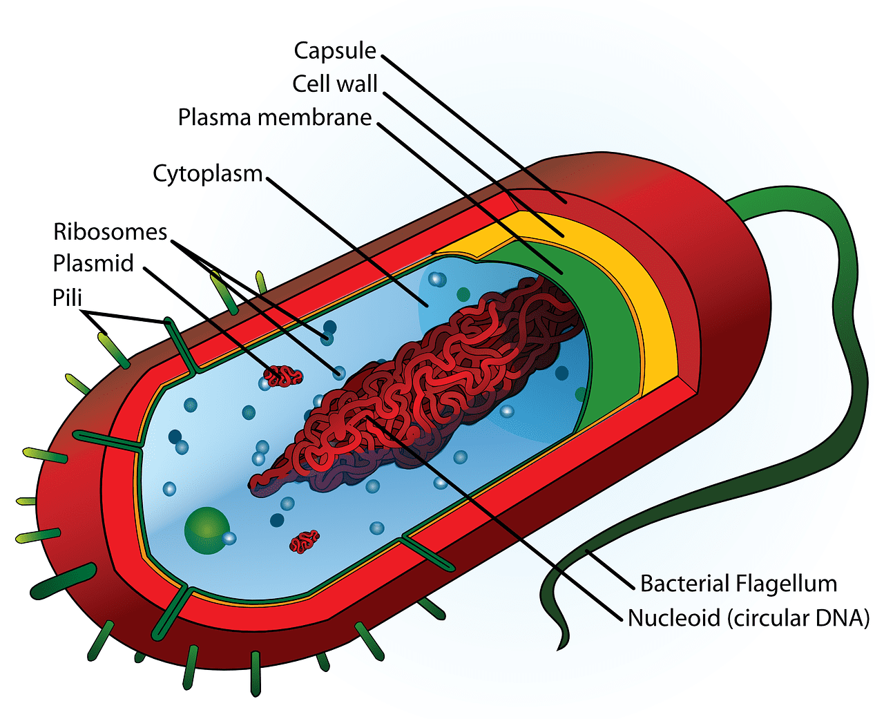 cytoplasm 1