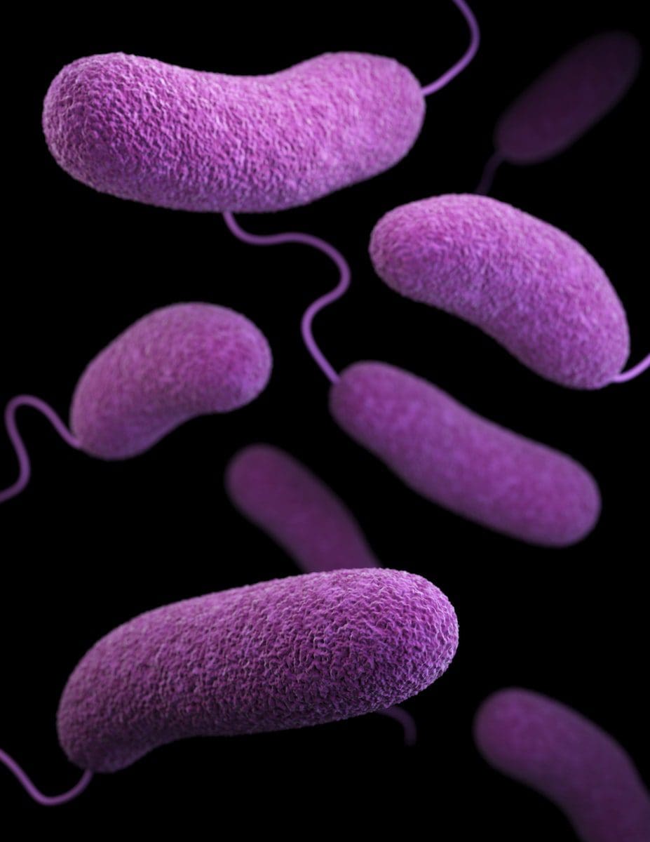 eubacteria