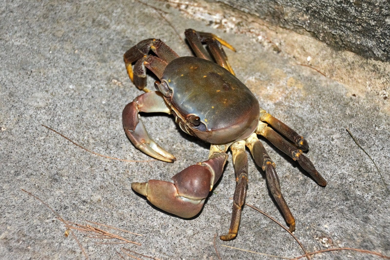 opilio crabs 1