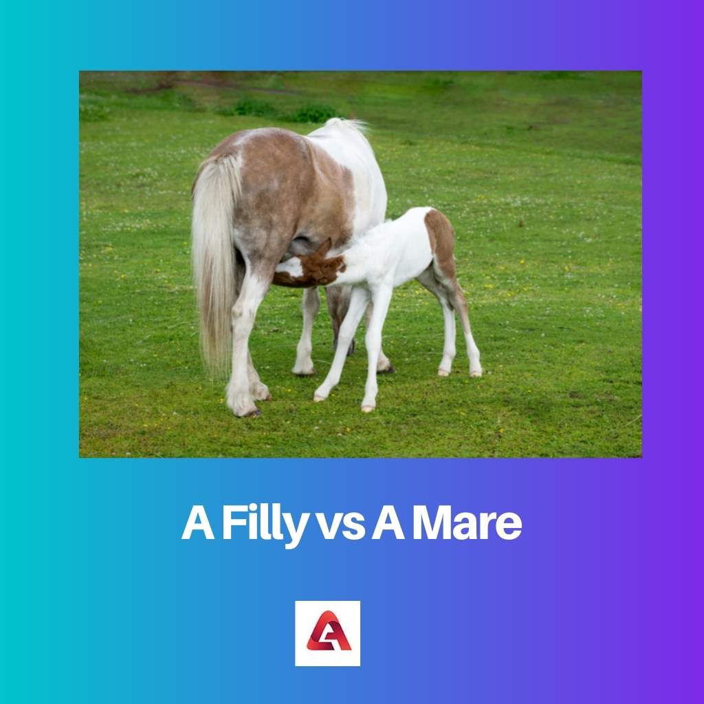 A Filly vs A Mare