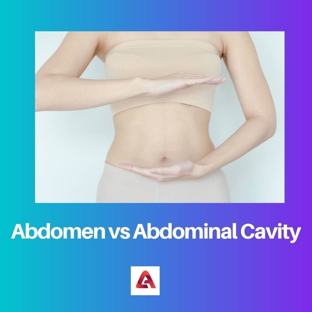 Abdomen vs Abdominal Cavity
