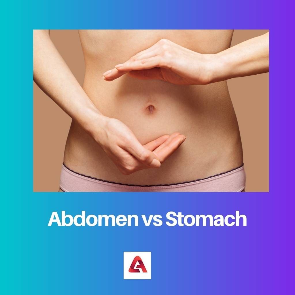 Abdomen vs Stomach