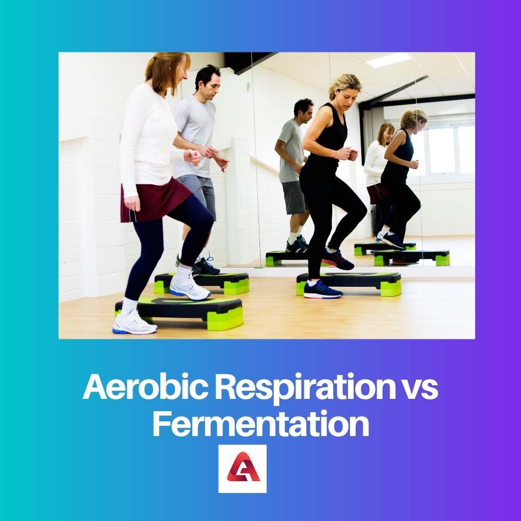 Aerobic Respiration vs Fermentation