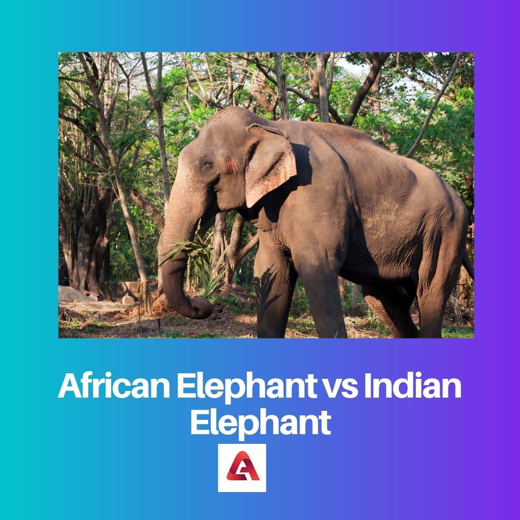 African Elephant vs Indian Elephant