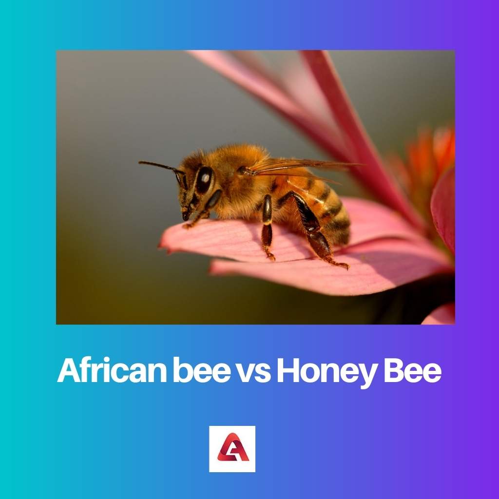 African bee vs Honey Bee