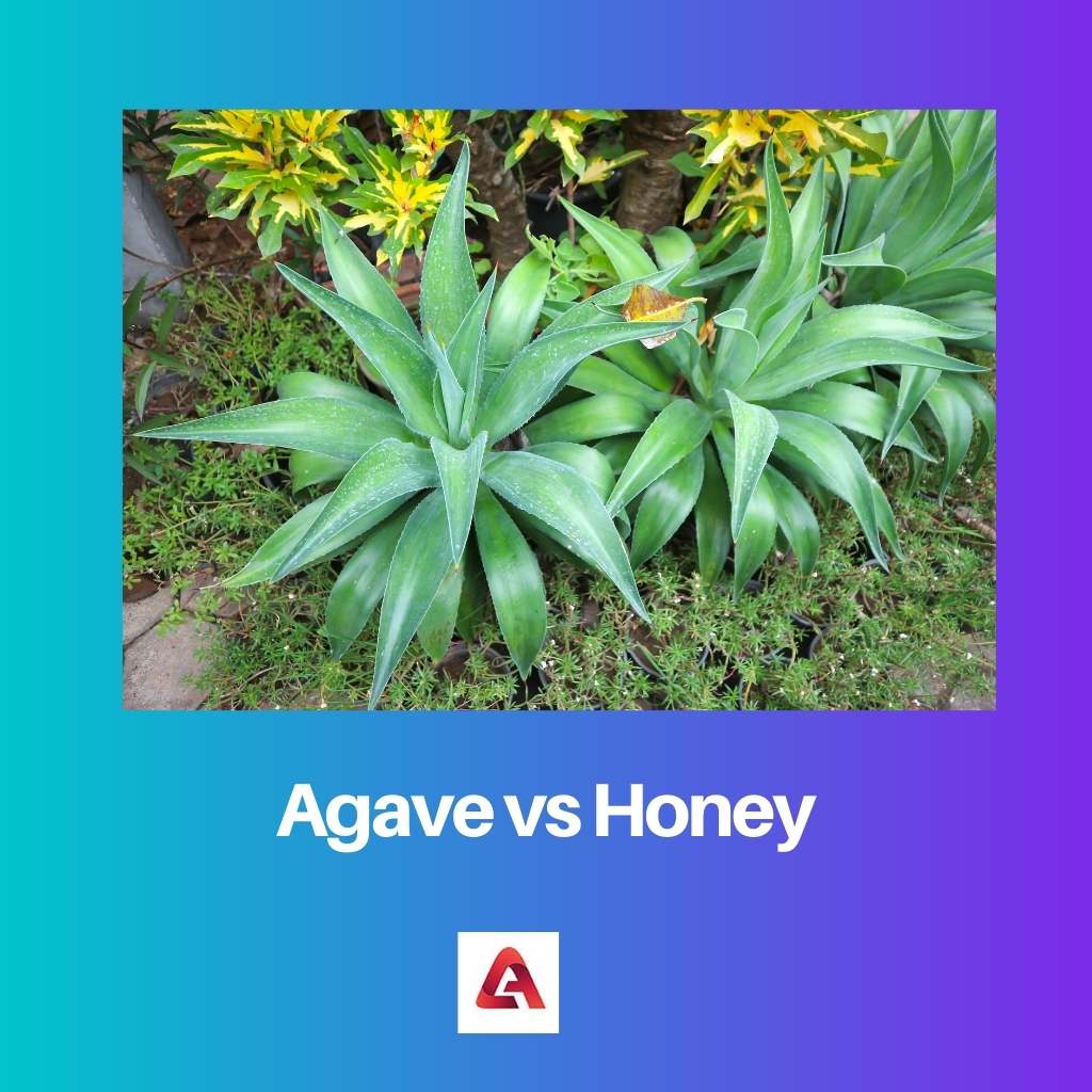 Agave vs Honey