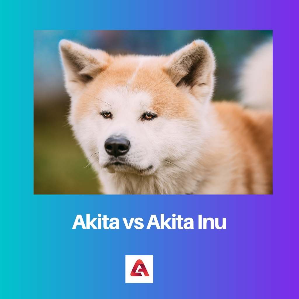 Akita vs Akita Inu