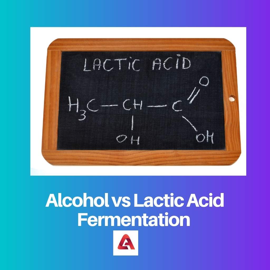 Alcohol vs Lactic Acid Fermentation