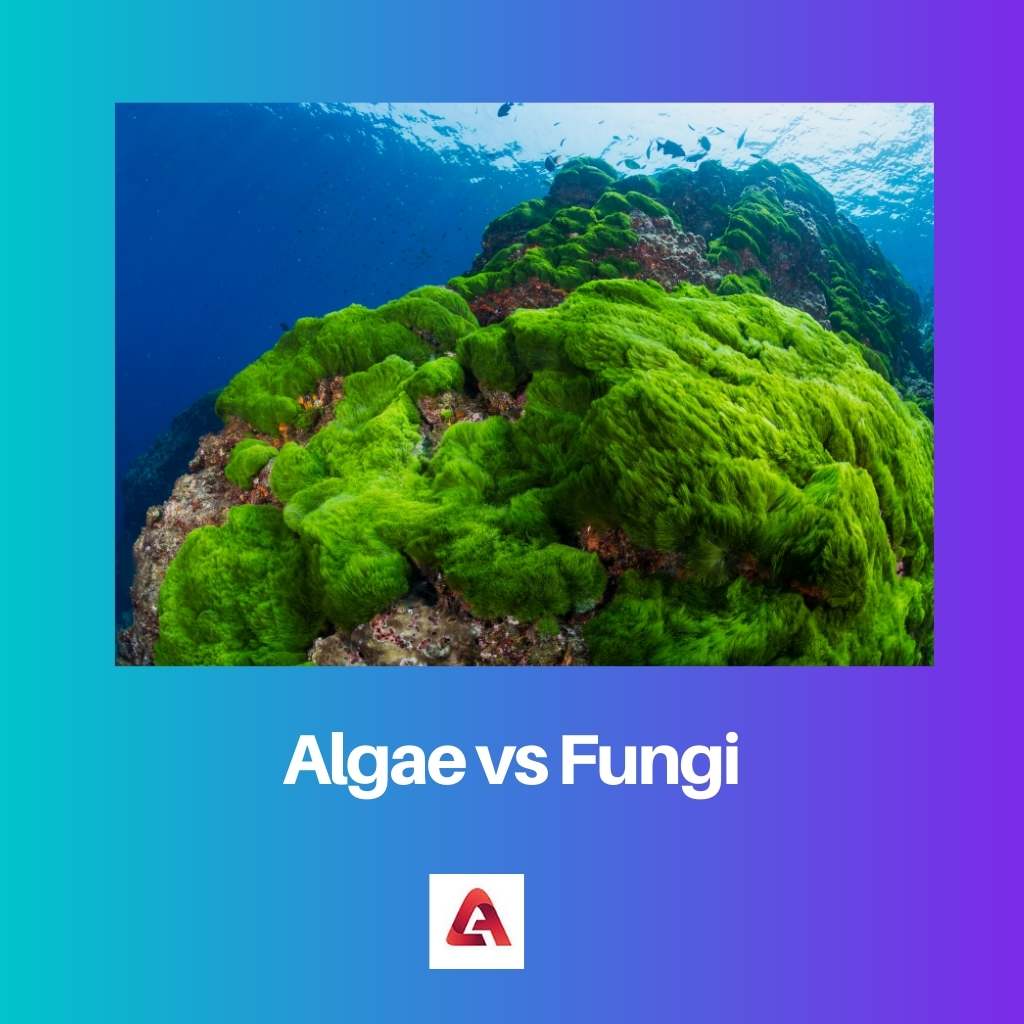 Algae vs Fungi