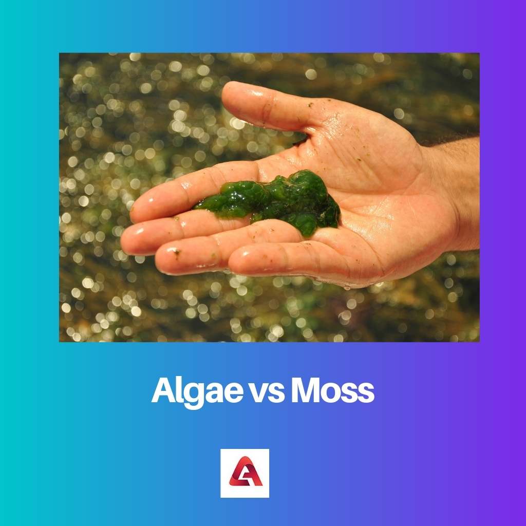 Algae vs Moss