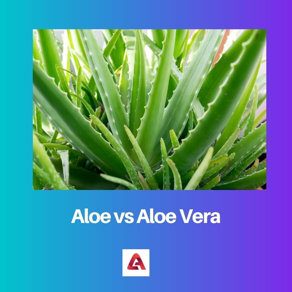 Aloe vs Aloe Vera
