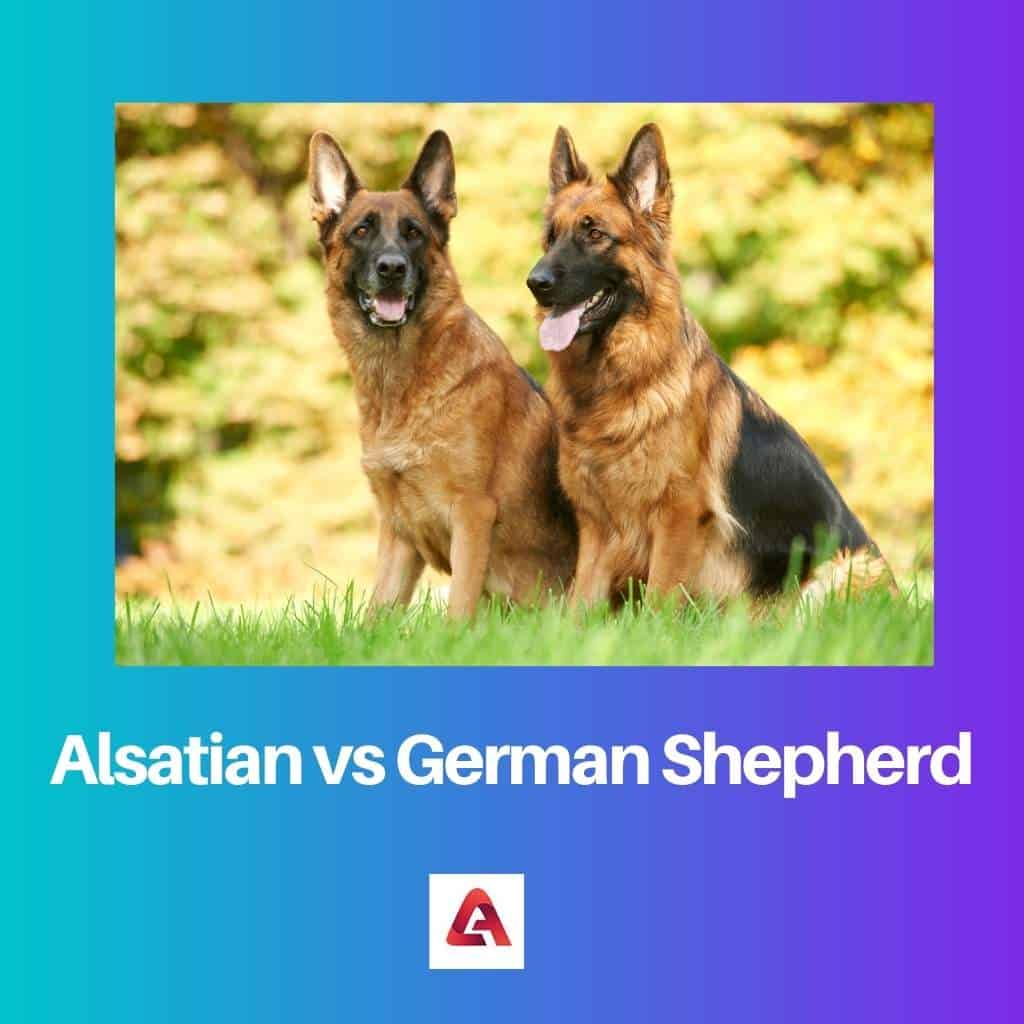 are german shepherd dogs the same as alsatians