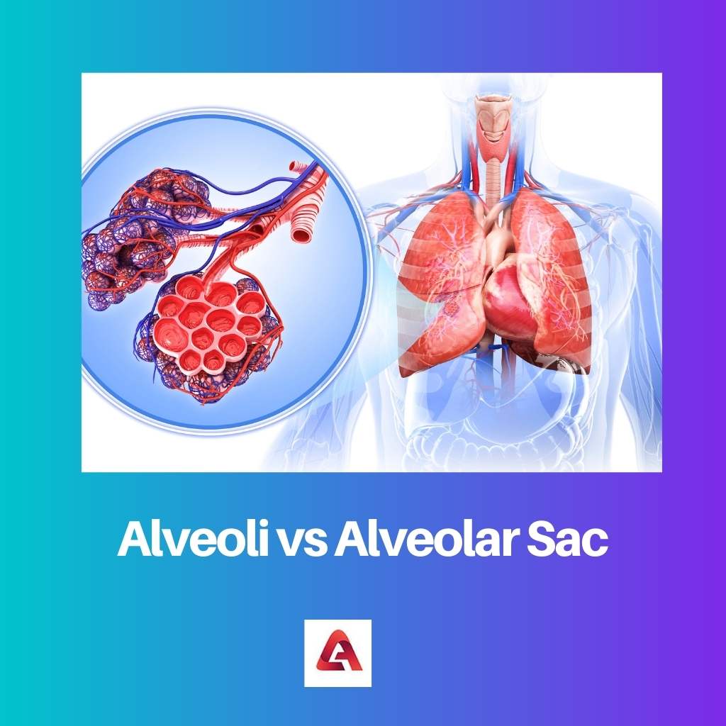 Alveoli vs Alveolar Sac