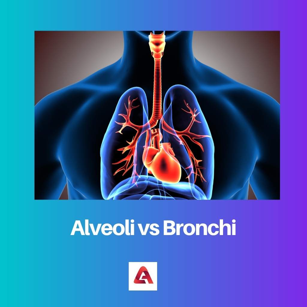 Alveoli vs Bronchi