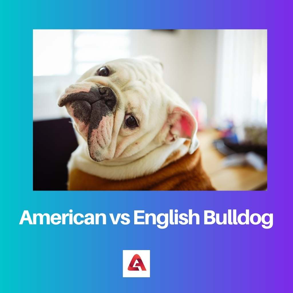 American vs English Bulldog