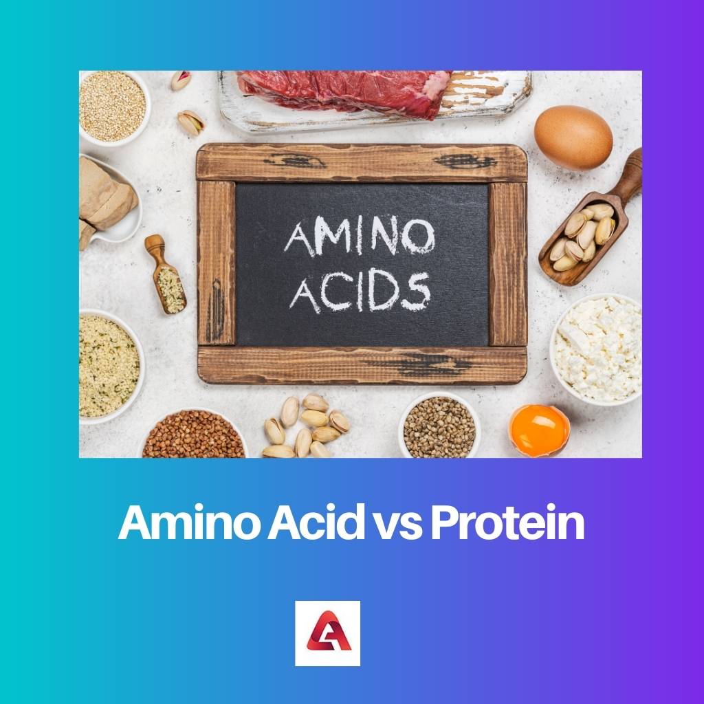 Amino Acid vs Protein