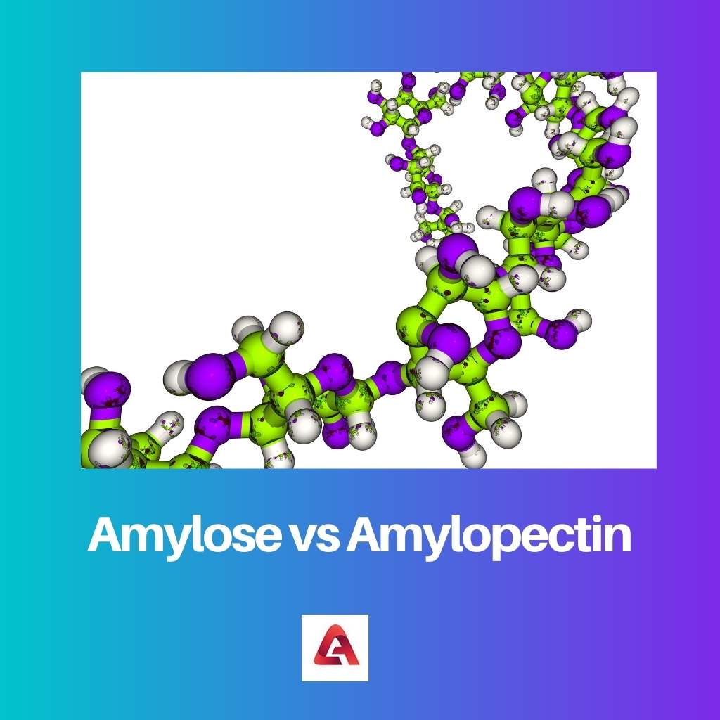 Amylose vs Amylopectin
