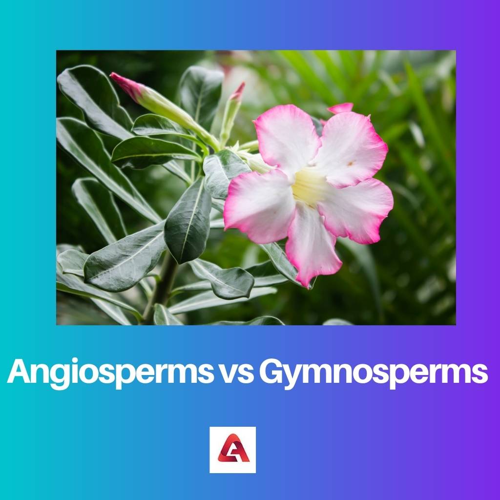 Angiosperms vs Gymnosperms