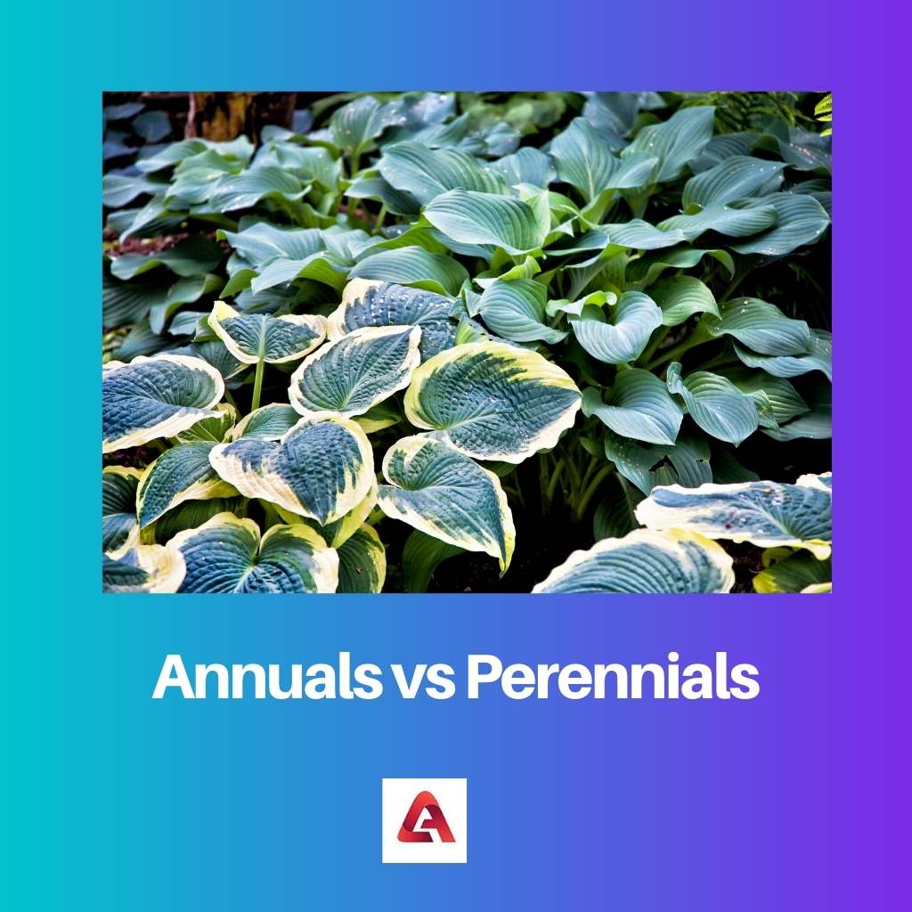 Annuals vs Perennials