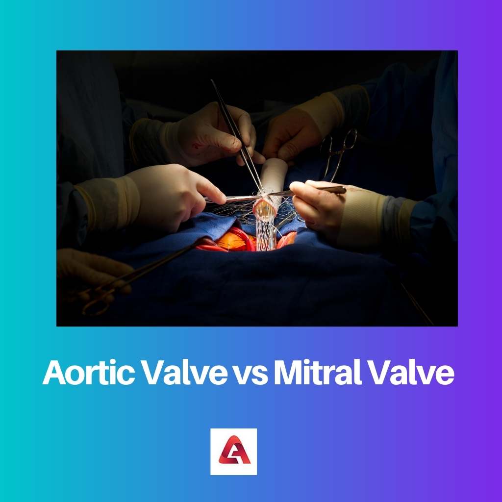 Aortic Valve vs Mitral Valve