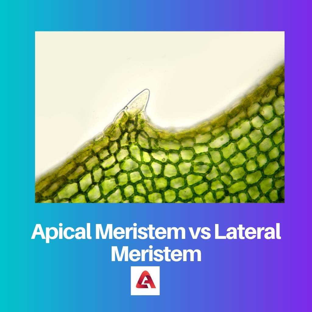 Apical Meristem vs Lateral Meristem