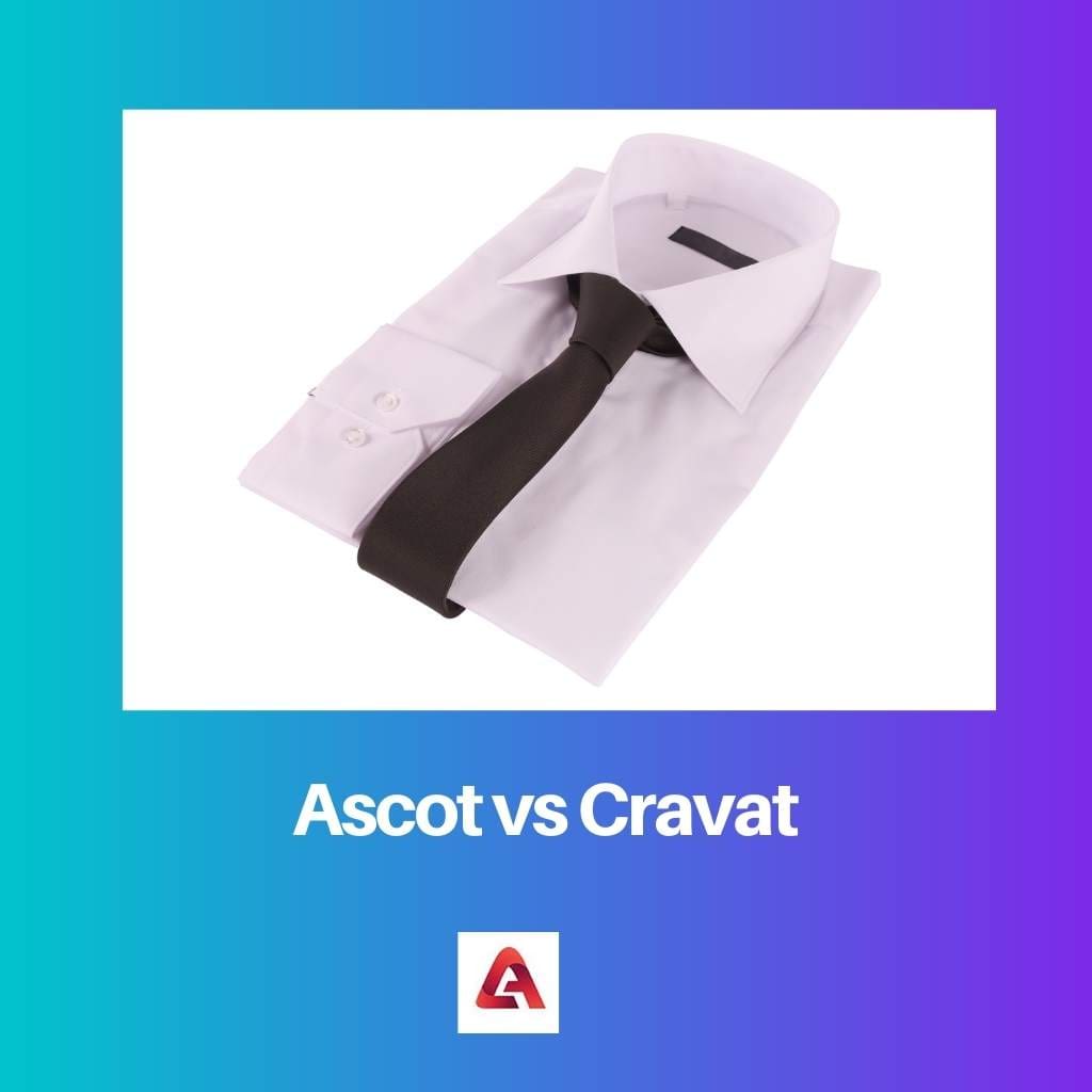 Ascot vs Cravat