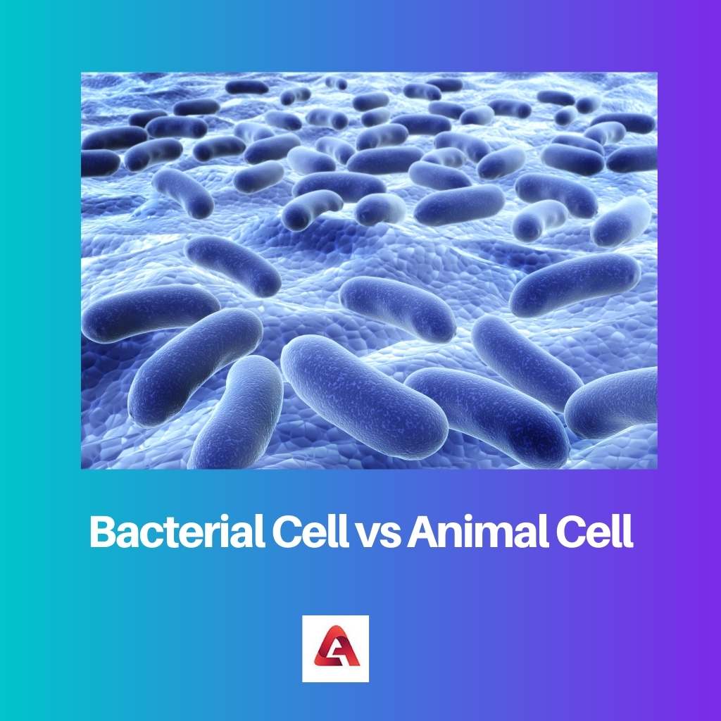 Bacterial Cell vs Animal Cell