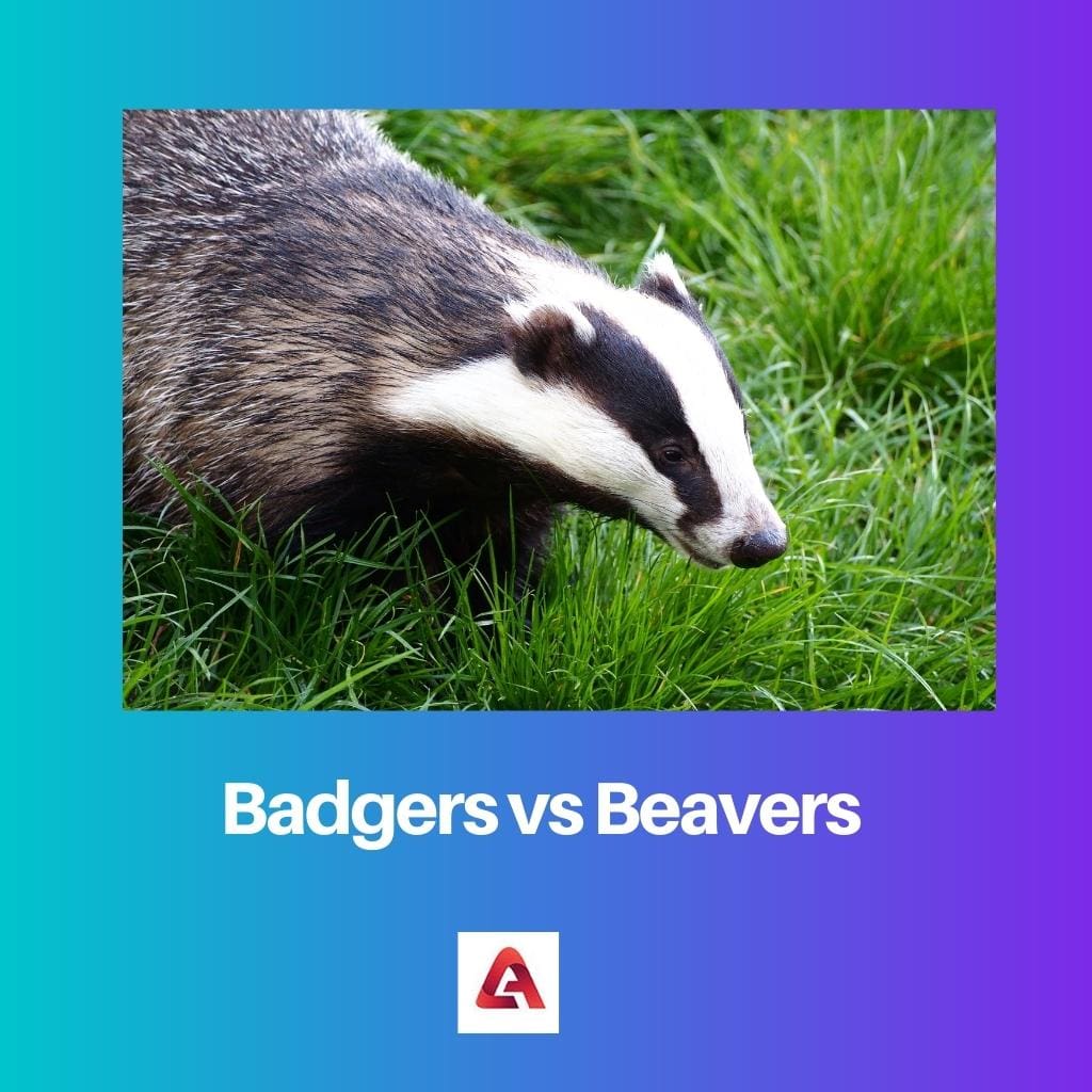 Badgers vs Beavers