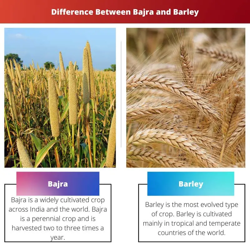 Bajra vs Barley – Difference Between Bajra and Barley