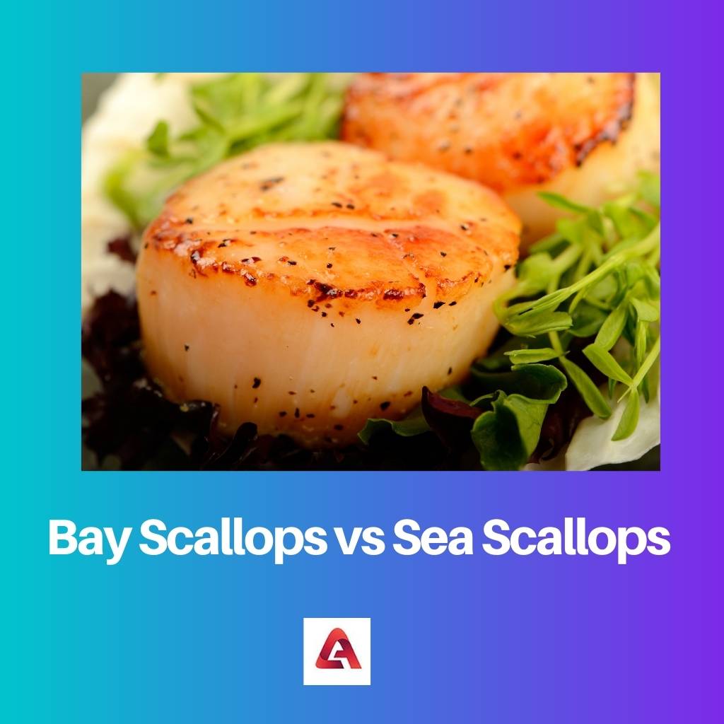 Bay Scallops vs Sea Scallops