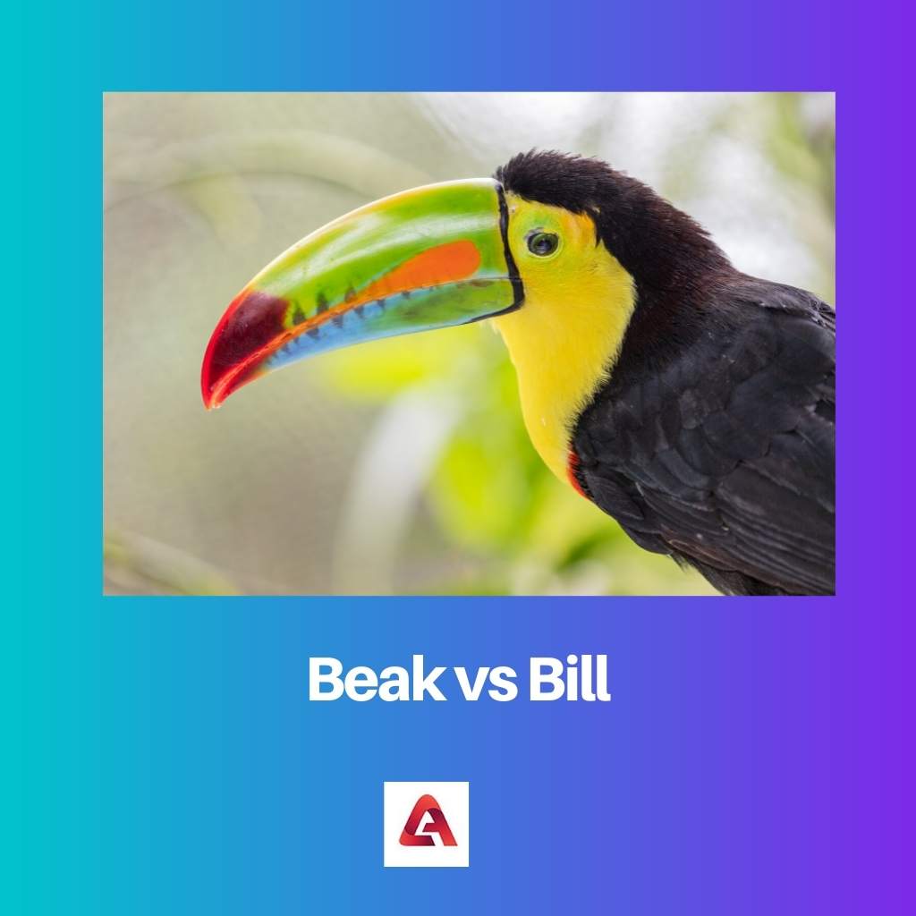 Beak vs Bill