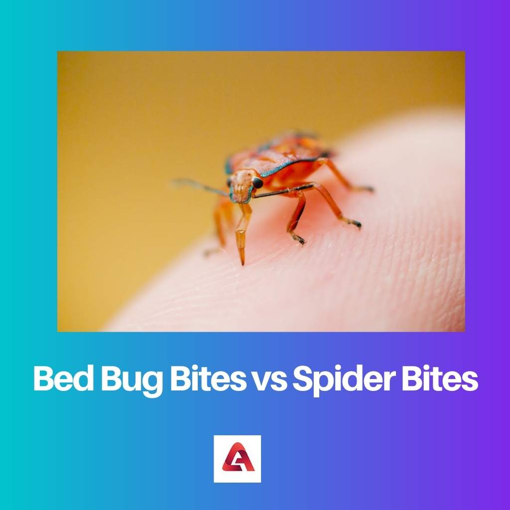 Bed Bug Bites vs Spider Bites