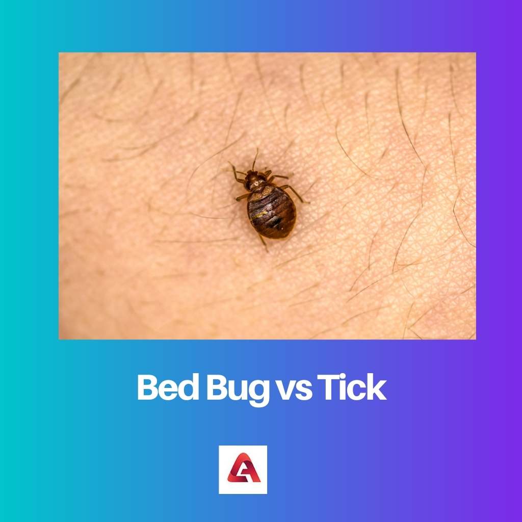 Bed Bug vs Tick
