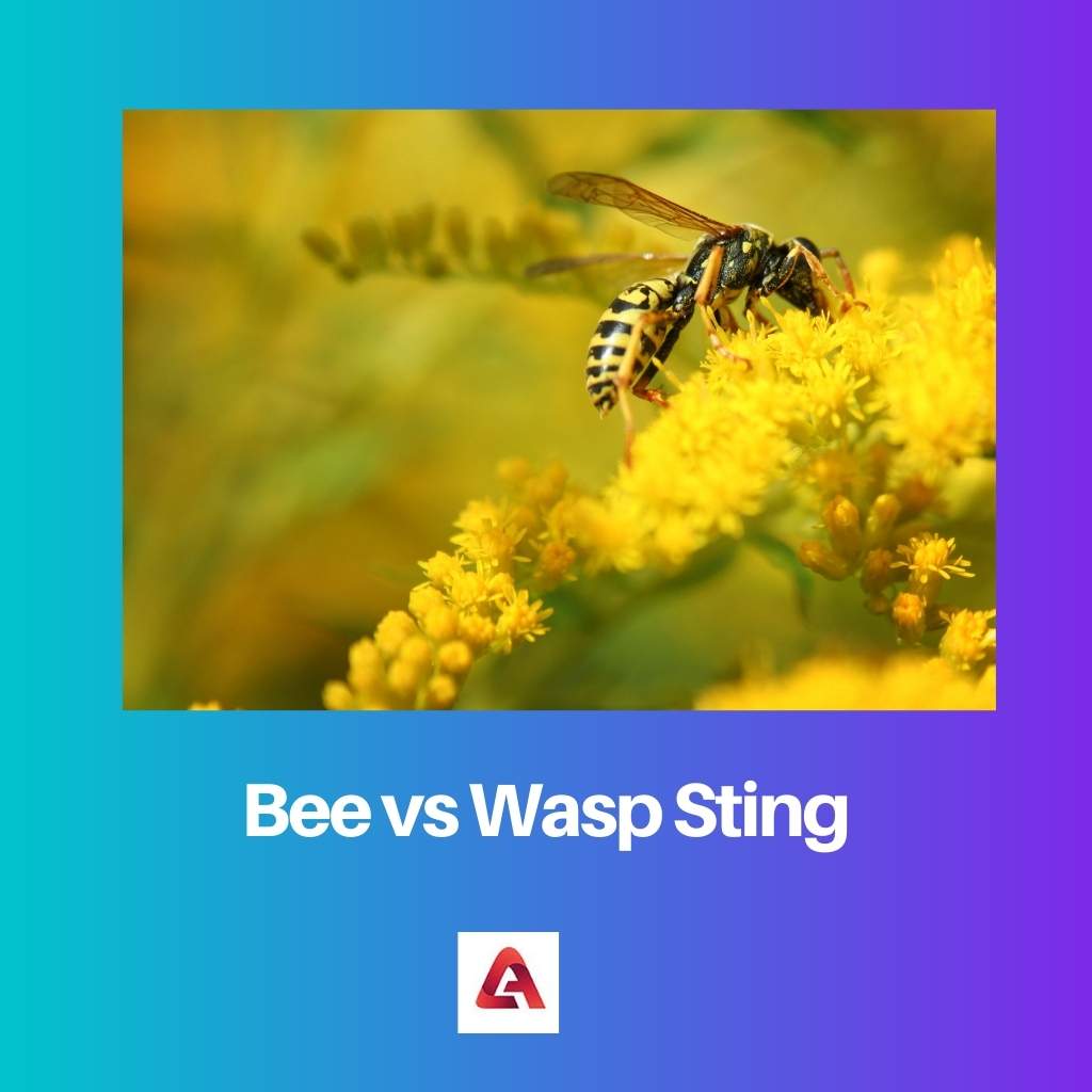 Bee vs Wasp Sting