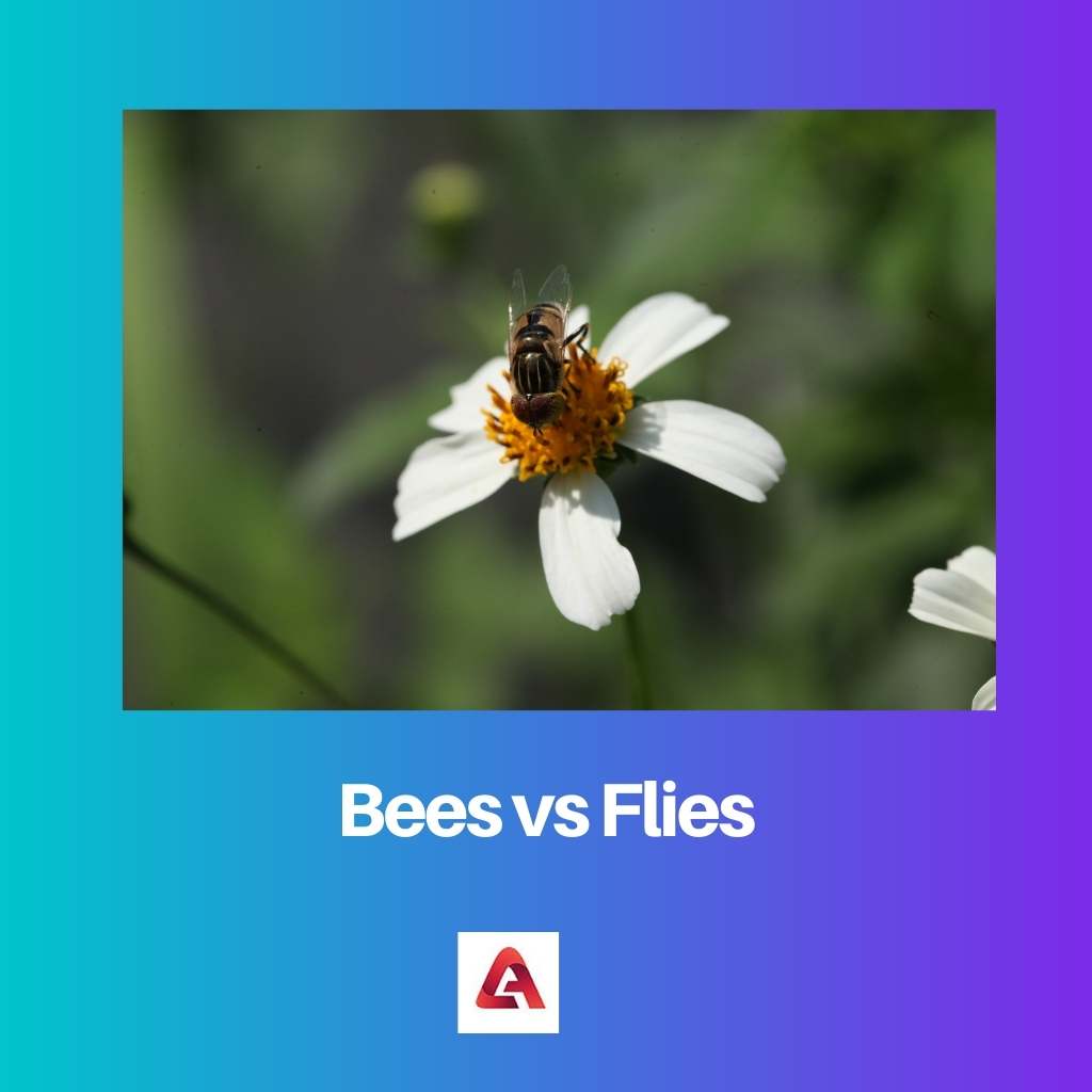 Bees vs Flies
