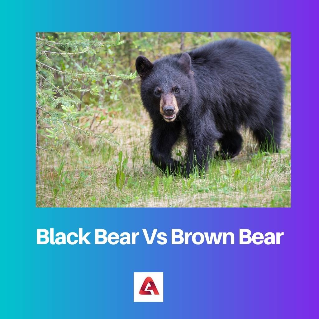Black Bear Vs Brown Bear