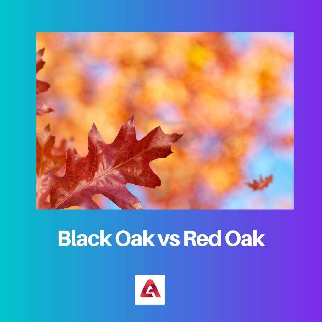 Black Oak vs Red Oak