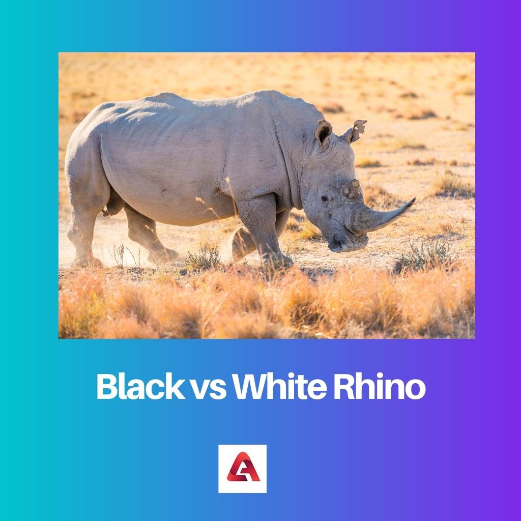 Black vs White Rhino