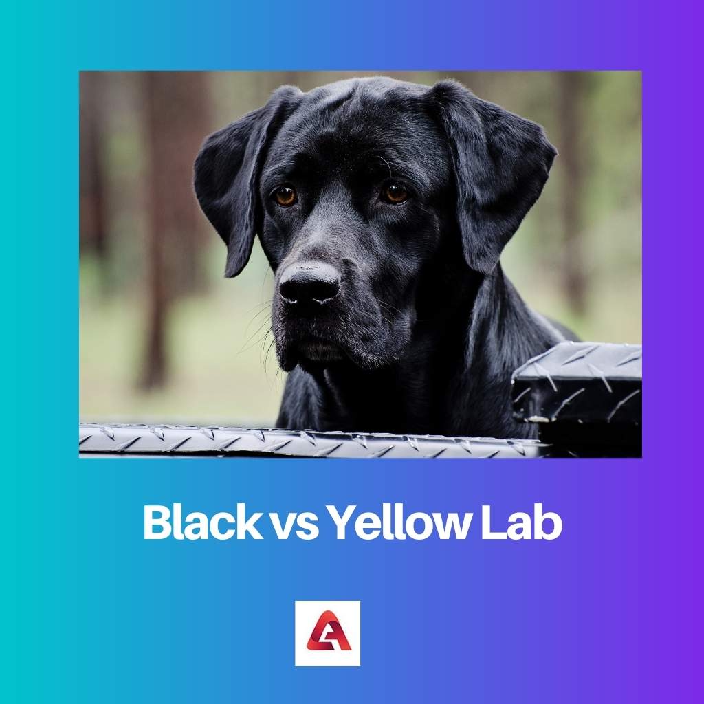 Black vs Yellow Lab
