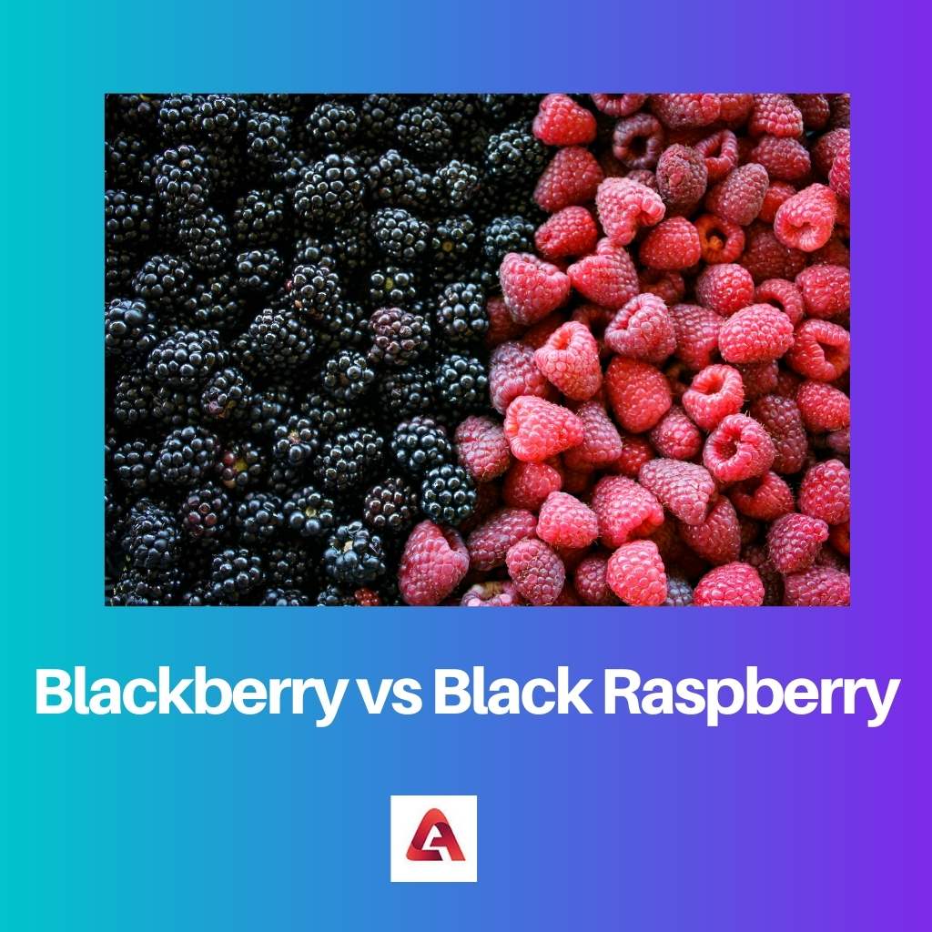 Blackberry vs Black Raspberry