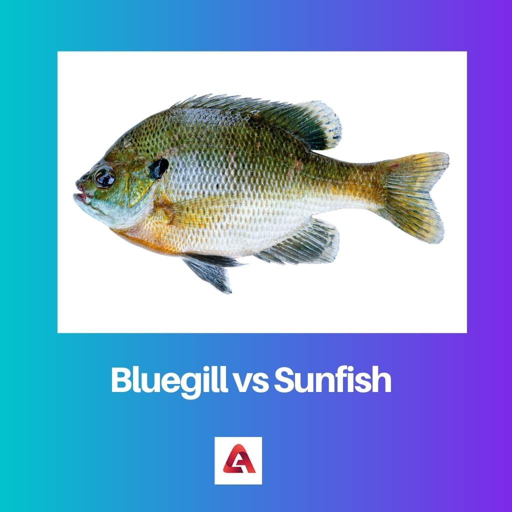 Bluegill vs Sunfish