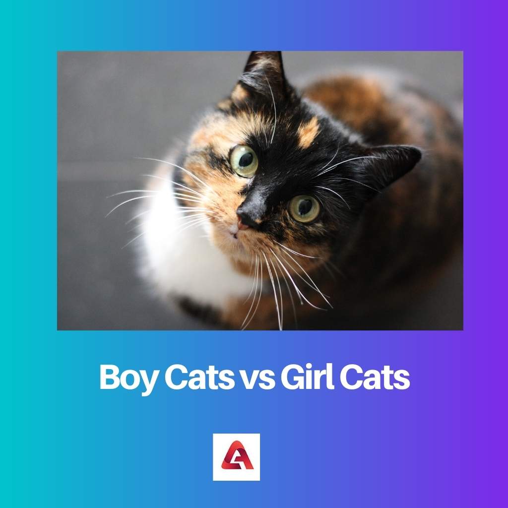 Boy Cats vs Girl Cats