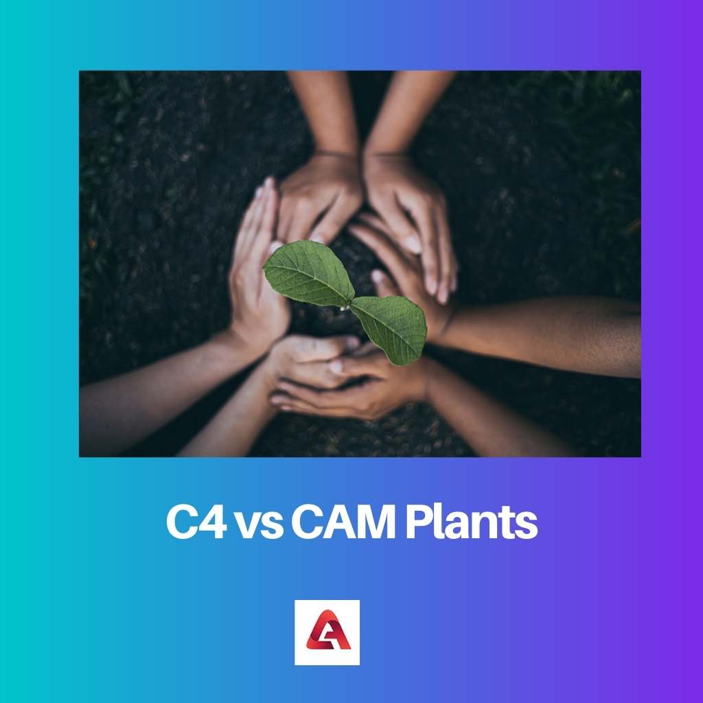 C4 vs CAM Plants