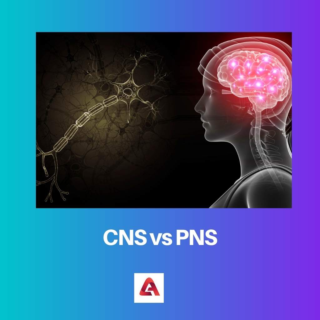 CNS vs PNS