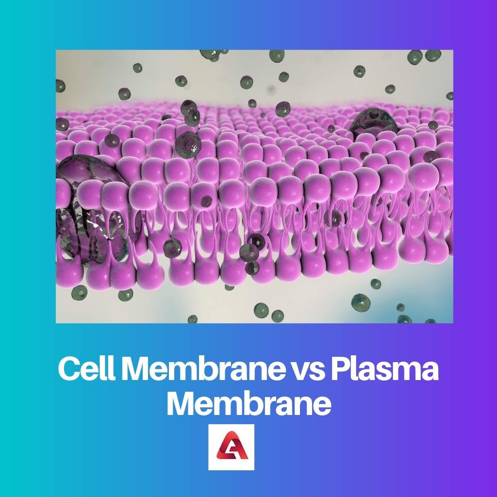 Cell Membrane vs Plasma Membrane