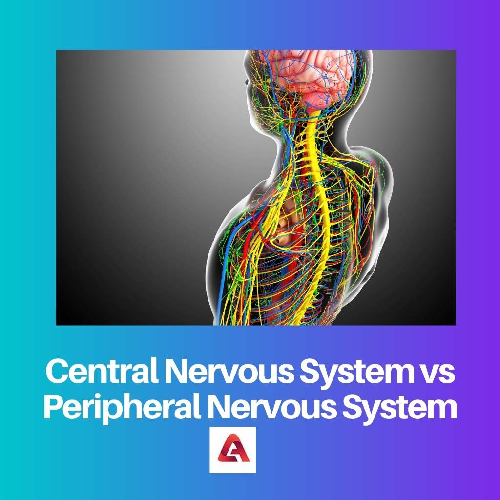 Central Nervous System vs Peripheral Nervous System