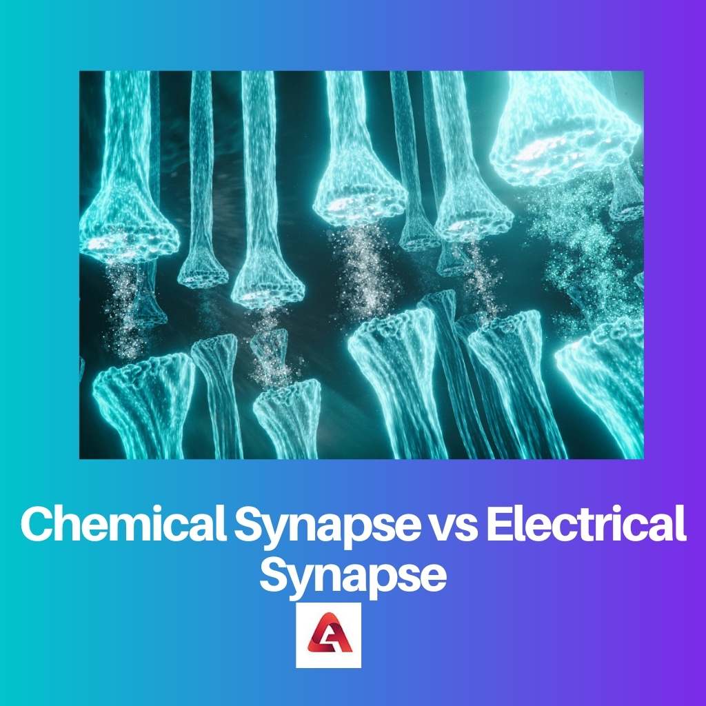 Chemical Synapse vs Electrical Synapse
