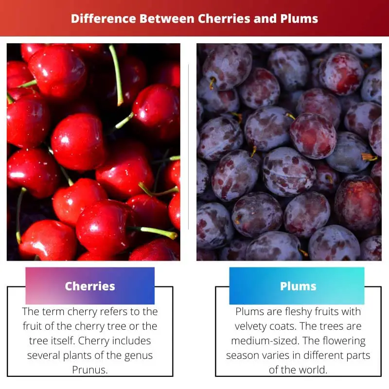 Cherries vs Plums – Difference Between Cherries and Plums