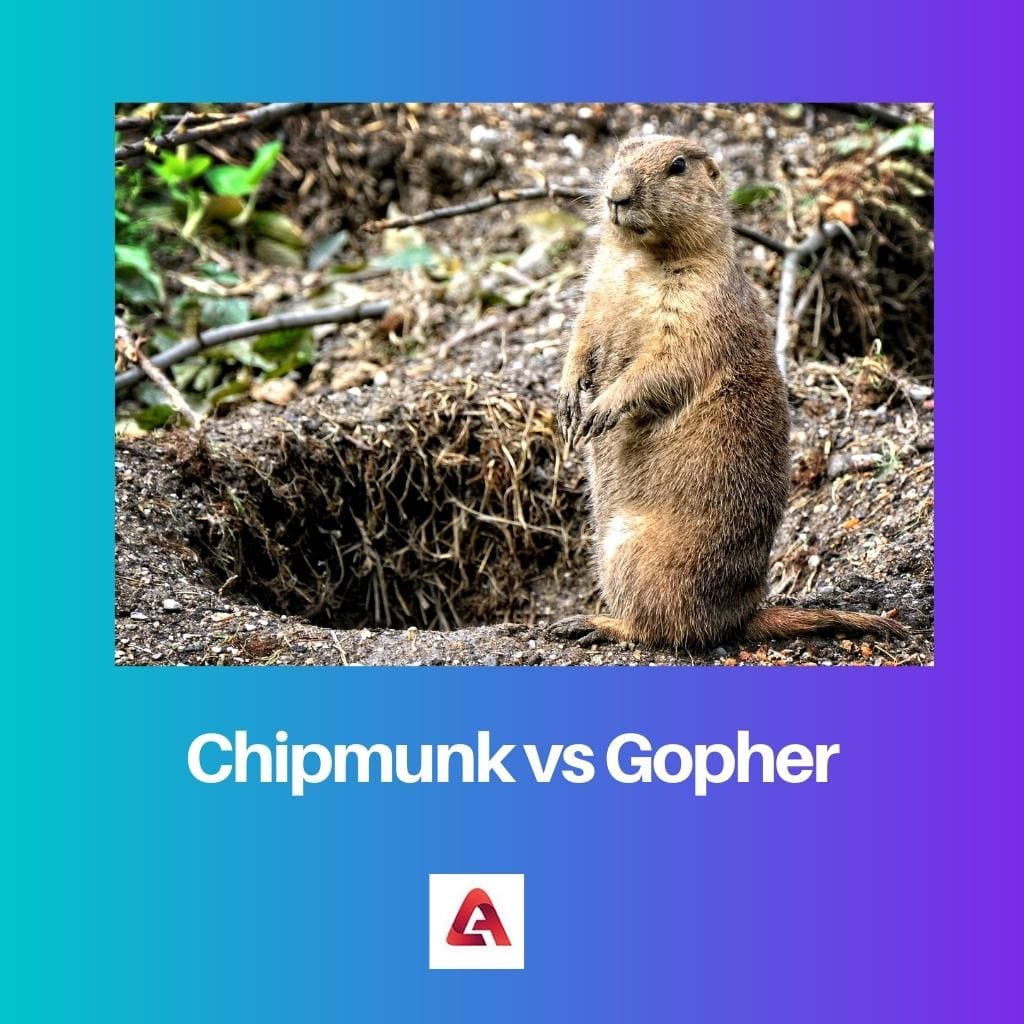Chipmunk vs Gopher
